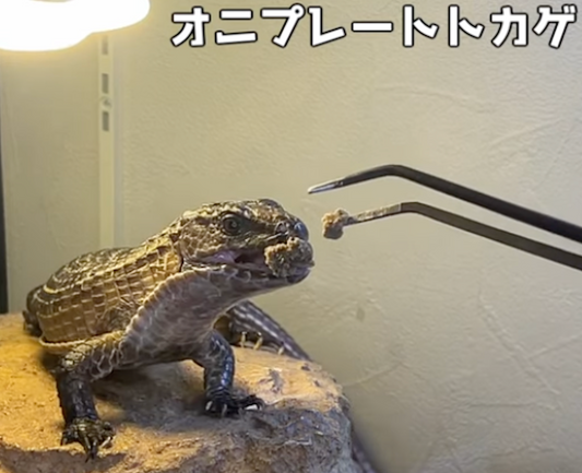 【給餌】オニプレートトカゲの食事【爬虫類】