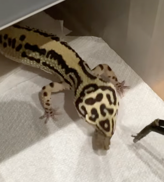 【レオパ】バンディット【爬虫類給餌】