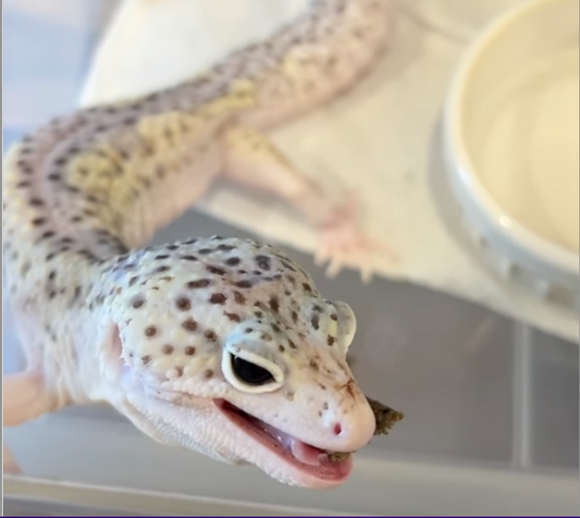 【レオパ】スノーエクリプス【爬虫類給餌】