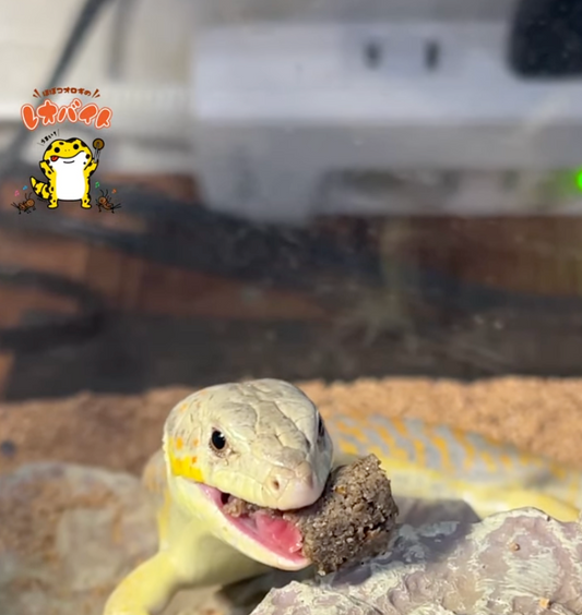 【給餌】シュナイダースキンクの食事【爬虫類】