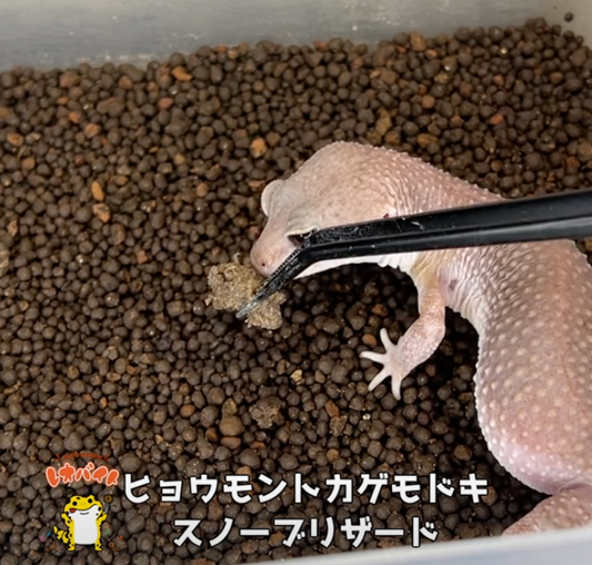 【レオパ】スノーブリザード【爬虫類給餌】