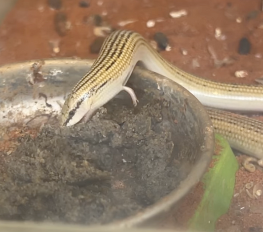 【給餌】ナミクサビトカゲの食事風景【爬虫類】