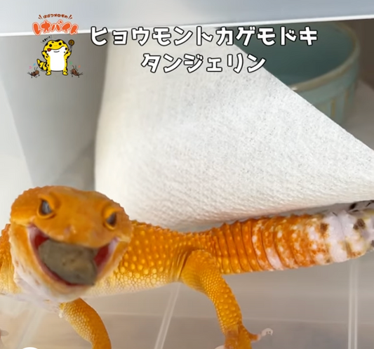 【レオパ】アクロバットな給餌