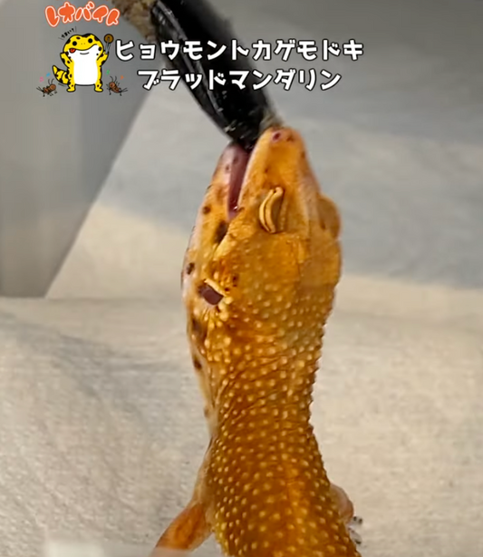 【レオパ】ブラッドマンダリン【爬虫類給餌】