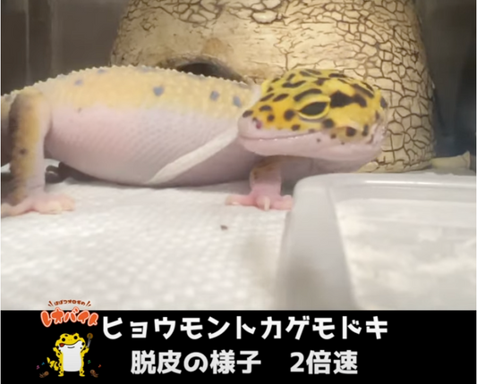 【レオパ】脱皮の様子【日頃の観察】
