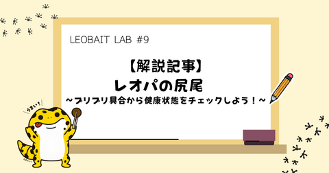 #9【解説記事】レオパの尻尾　〜プリプリ具合から健康状態をチェックしよう！〜